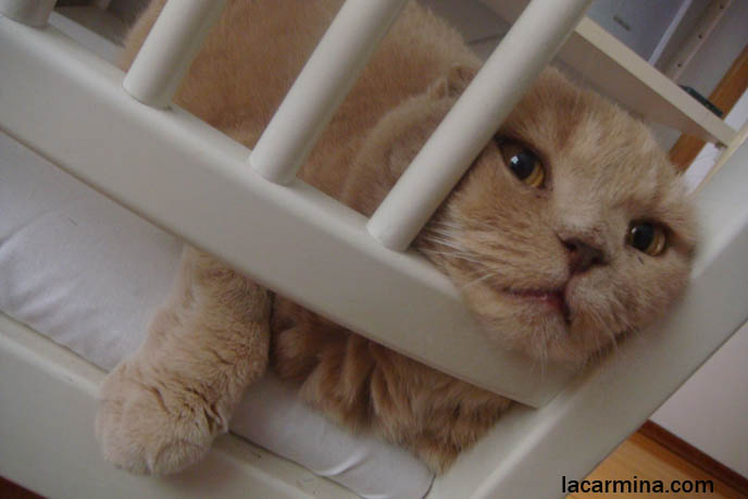 Cute Scottish Fold cat behind bars, nose poking through cat carrier cage jail cell, funny face LOLCAT, big fat round furry pet animal face, close-up kitten nose and yellow eyes, cutest cat in the world Basil Farrow kawaii neko.