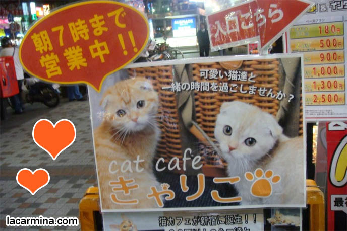 Japanese cat cafe, Shinjuku cats poster, weird wacky crazy theme restaurants in Japan, eating at cafes with pet cats, animals. La Carmina book about theme eateries, strangest dining experiences in Tokyo. Cute orange and yellow scottish fold cats, floppy ears baby kittens