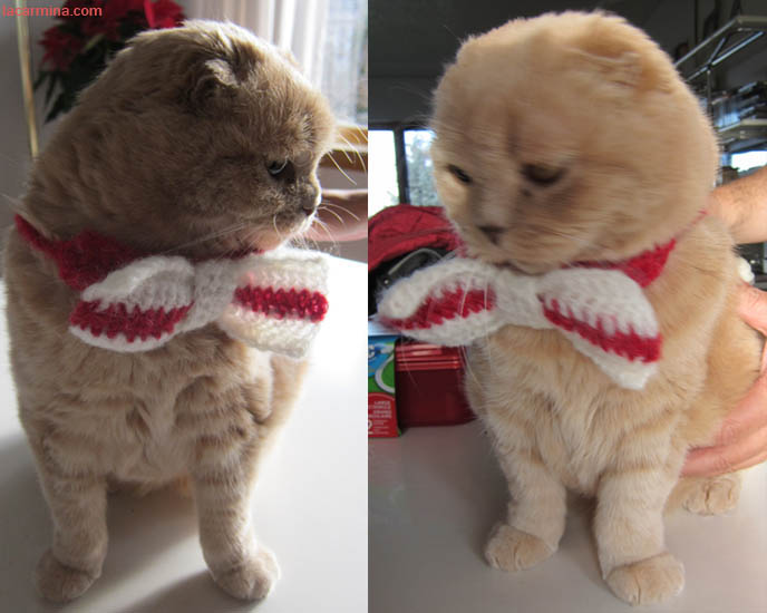 CAT WEARING BOW TIE, cats wearing clothes, scottish fold in clothing, pet outfits, japanese pet accessories, designer handmade collars, CUTE CAT CHRISTMAS CARD! MERRY XMAS & HAPPY HOLIDAYS FROM LA CARMINA & CUTEST CAT EVER, BASIL FARROW. CUTEST CAT IN THE WORLD, SCOTTISH FOLDS, buy scottish fold kittens, breeders, purebred cats, british shorthair, no ears cat breed, funny looking cats, cute baby kitty sleeping, funny cats, pet photography, curled up teddy bear, plush toy bears, kawaii neko