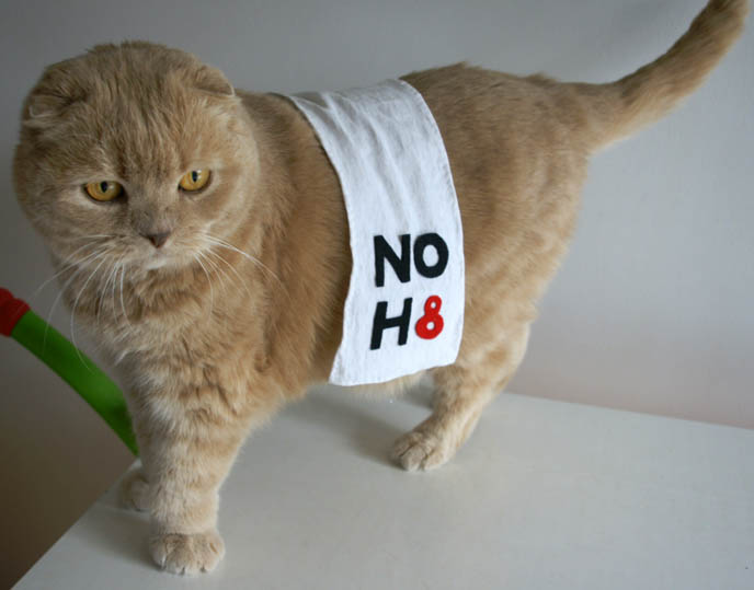 cutest cat ever, cute cat, scottish fold, fat face cat breed, round british shorthair, funny pets wearing clothes, pet clothing, basil farrow NOH8 photos, japanese no h8 CAMPAIGN PHOTOSHOOT IN TOKYO, JAPAN! MARCH 27, NEW LEX ROPPONGI. Noh8 twibbon, add logo to twitter, posters video no h8, join, contact, organize a photo shoot, photo call, noh8worldwide, gay marriage protest prop 8, gay rights, sebastiano serafini, celebrity noh8 photos, adam bouska, protest proposition 8, lgbt, familiar faces, famous people in gay rights campaign, charity, noh8 events calendar press interviews